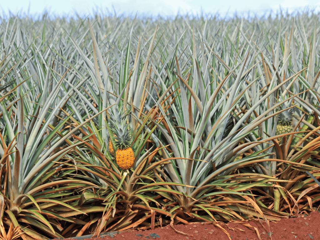 Pineapple growing at the Dole Plantation in Hawaii